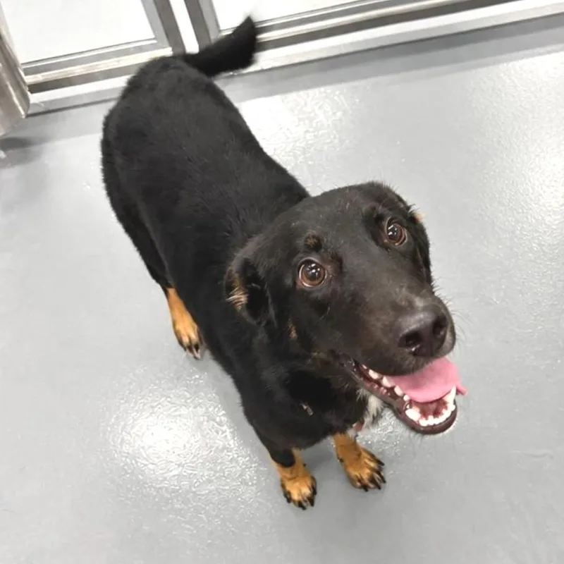 A young medium-sized female Black Mixed Breed dog named Chippy for adoption in Wheeling, IL