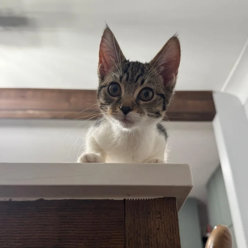 A baby small-sized male Brown / Chocolate Domestic Short Hair cat named Mallard for adoption in Evanston, IL