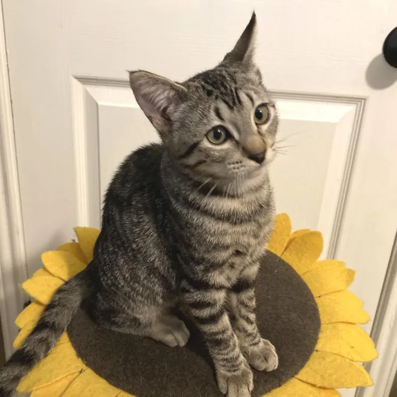 A baby small-sized male Brown / Chocolate Domestic Short Hair cat named Buster for adoption in Bulverde, TX