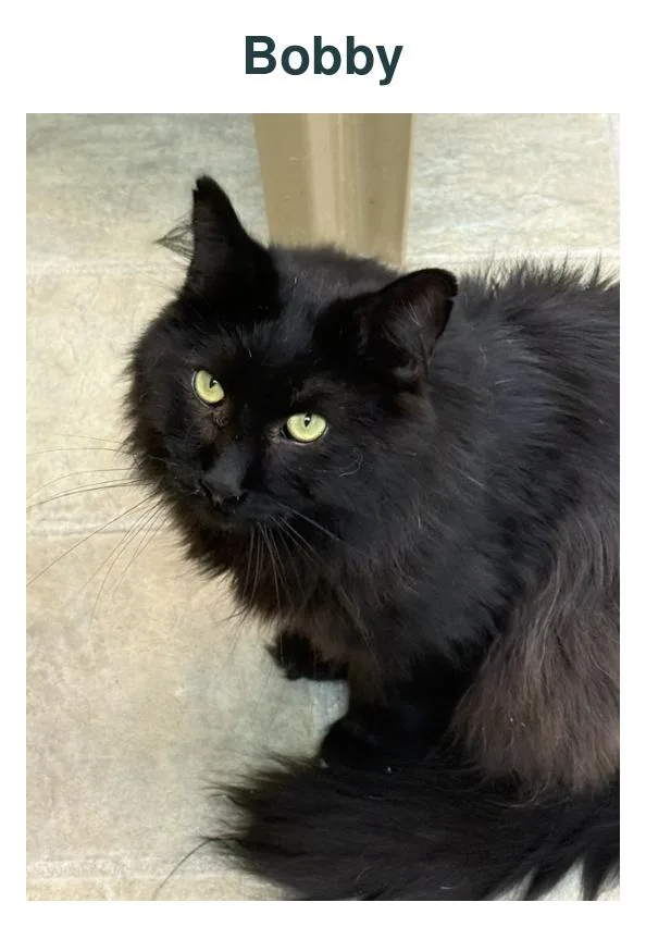 An adult large-sized male Domestic Long Hair cat named Bobby for adoption in Richland Center, WI