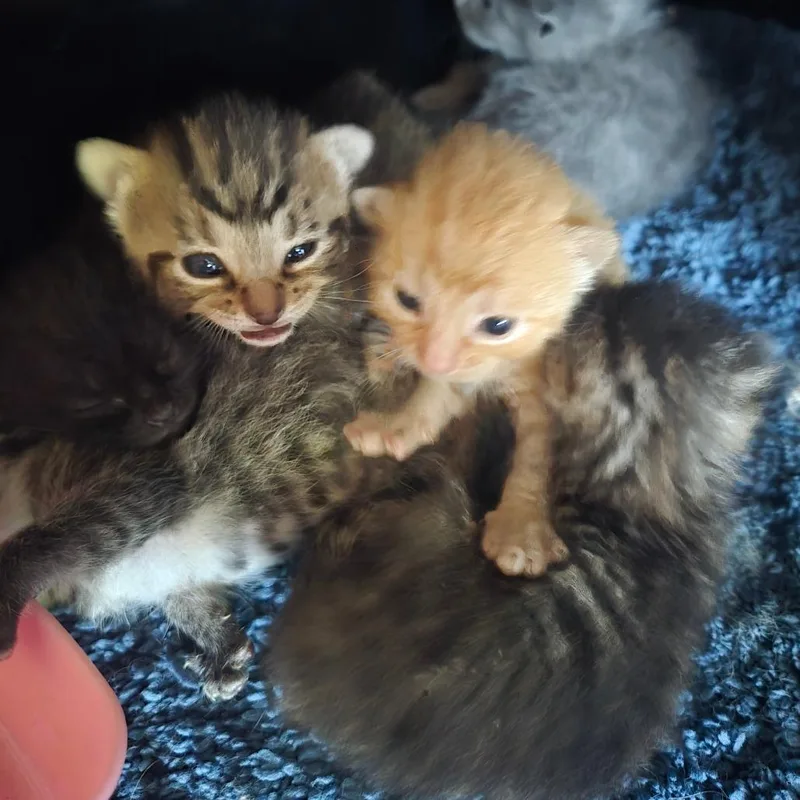 A baby small-sized female Domestic Medium Hair cat named Mimosa for adoption in Lima, OH