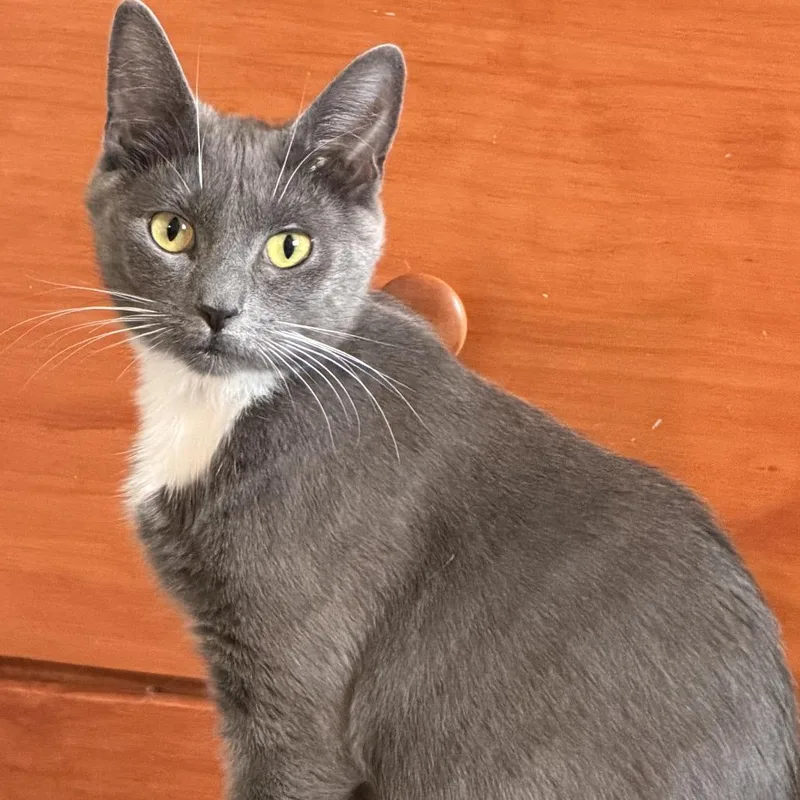 An adult small-sized female Gray / Blue / Silver Domestic Short Hair cat named Celeste for adoption in Granville, OH