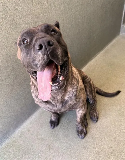 An adult extra large-sized male Presa Canario dog named Butch for adoption in Castaic, CA