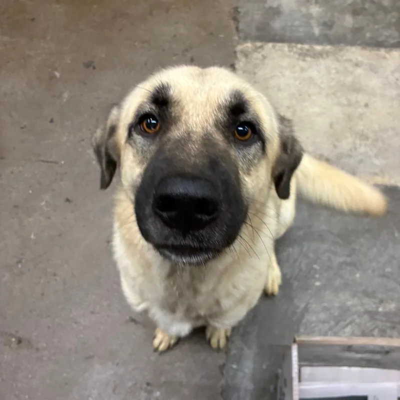 An adult large-sized male Anatolian Shepherd dog named Droolius for adoption in Corbin, KY