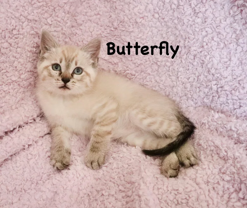 Butterfly thumbnail 6