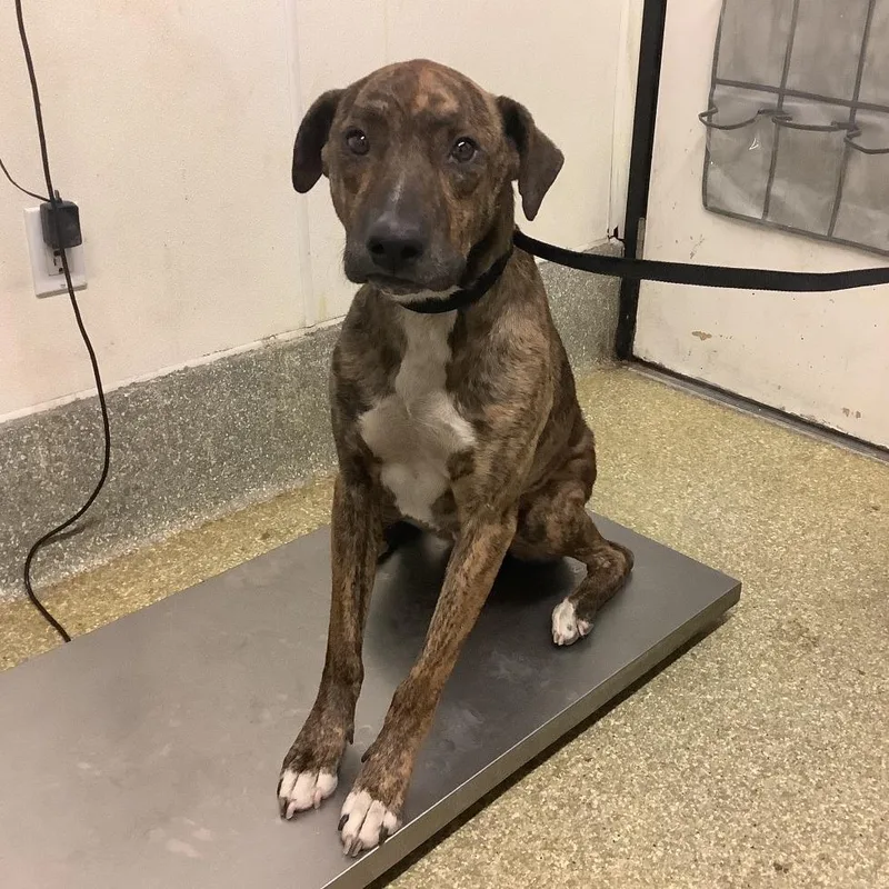 An adult medium-sized male Black American Staffordshire Terrier dog named Boy for adoption in San Gabriel, CA