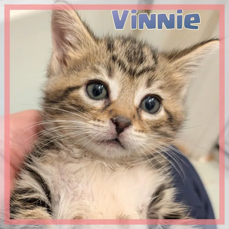 A baby medium-sized male Tabby (Brown / Chocolate) Domestic Short Hair cat named Vincenzo for adoption in Great Mills, MD