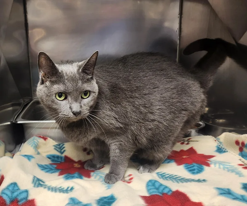 A senior medium-sized female Gray / Blue / Silver Domestic Short Hair cat named Nibbles for adoption in Clayton, NJ