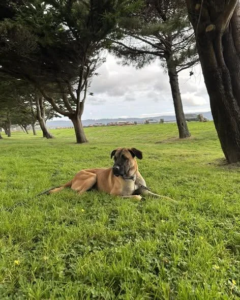 An adult large-sized male Yellow / Tan / Blond / Fawn Belgian Shepherd / Malinois dog named Buford for adoption in Crescent city, CA