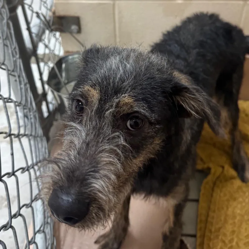 A young medium-sized male Black Terrier dog named Zeus for adoption in Reno, NV