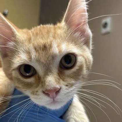 An adult medium-sized male Domestic Short Hair cat named Cliff for adoption in Merriam, KS