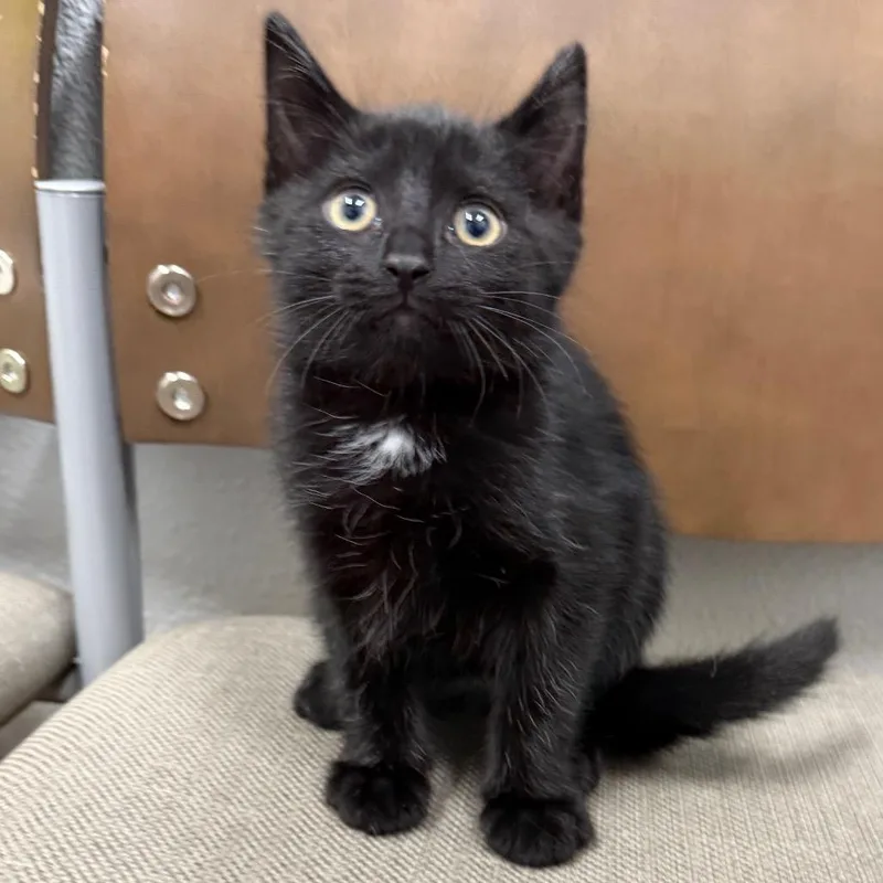 A baby small-sized female Black Domestic Short Hair cat named Dutch for adoption in Midland, TX