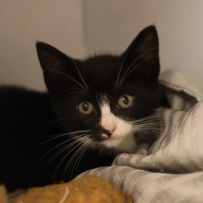 A baby small-sized female Black Domestic Short Hair cat named Tower for adoption in Briarcliff Manor, NY