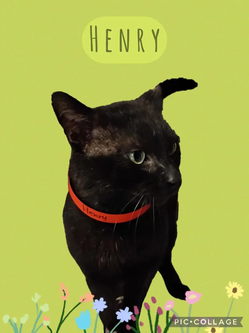 An adult medium-sized male Domestic Short Hair cat named Henry for adoption in Muncie, IN