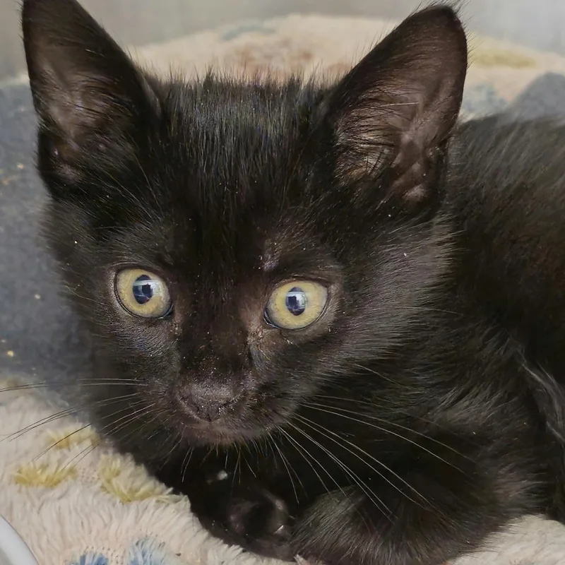 A baby small-sized male Domestic Short Hair cat named Scotty for adoption in Cumming, GA