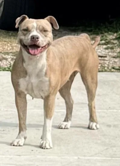 A young large-sized female American Staffordshire Terrier dog named Daisy for adoption in San Antonio, TX