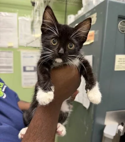 A baby small-sized male Domestic Short Hair cat named Hiro for adoption in New Orleans, LA