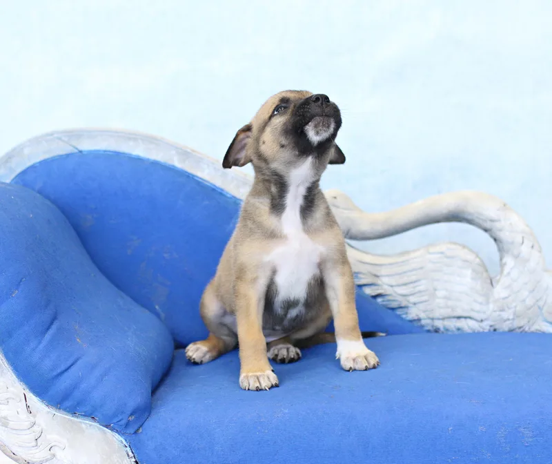 A baby large-sized female Brown / Chocolate German Shepherd Dog dog named Opal for adoption in Simsbury, CT
