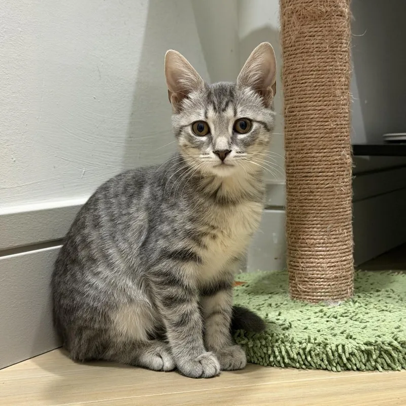 A baby small-sized female Gray / Blue / Silver Domestic Short Hair cat named Nila for adoption in Jupiter, FL