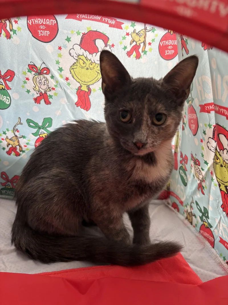 A baby medium-sized female Gray / Blue / Silver Domestic Short Hair cat named Sugarplum Sweet for adoption in Kansas City, MO
