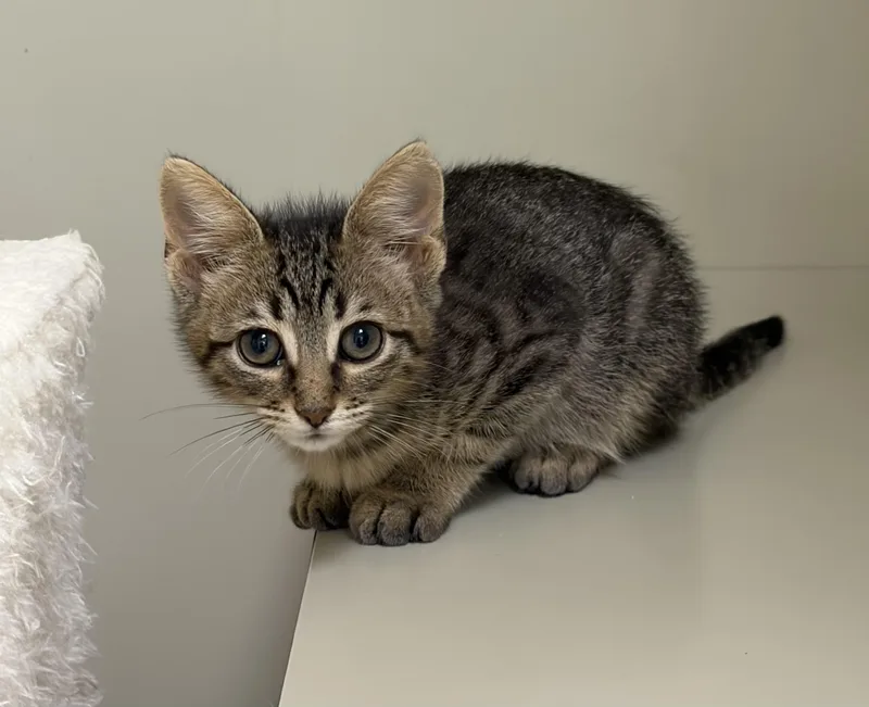 A baby medium-sized male Domestic Short Hair cat named Stuart Little for adoption in Kerrville, TX