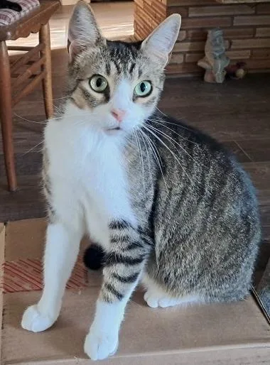 An adult medium-sized female Domestic Short Hair cat named Lacy for adoption in Shoreline, WA