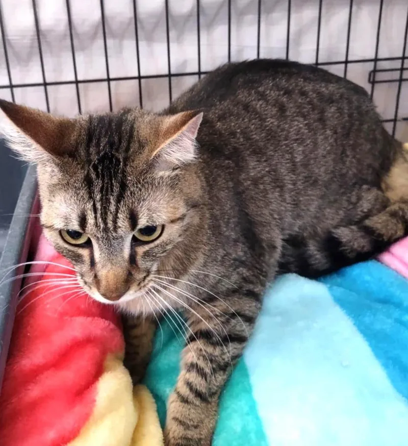 A young medium-sized female Domestic Short Hair cat named Avril for adoption in Ogden, UT