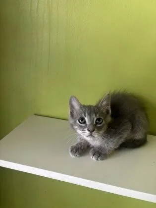 A baby small-sized male Domestic Short Hair cat named Boobeep for adoption in New Orleans, LA