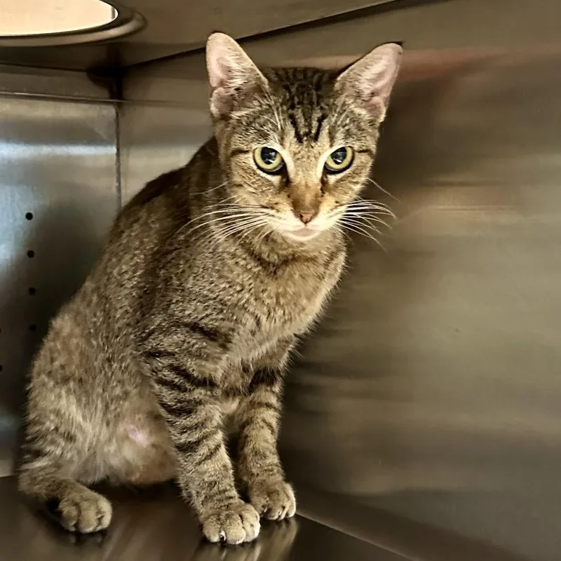 An adult medium-sized female Brown / Chocolate Domestic Short Hair cat named Rylie for adoption in Austin, TX