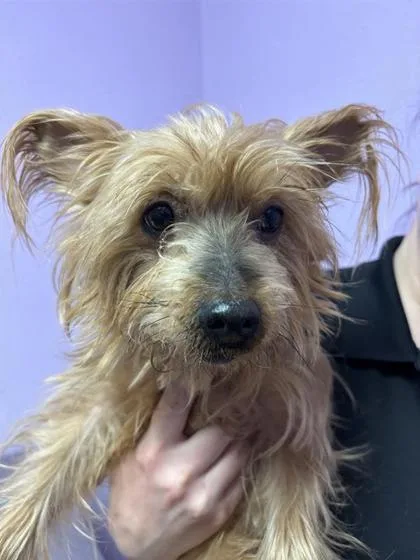 An adult small-sized female Brown / Chocolate Yorkshire Terrier dog named Mina Rose for adoption in El Paso, TX