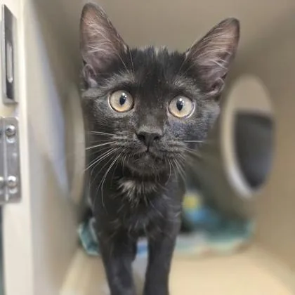 A young small-sized female Domestic Short Hair cat named Zippy for adoption in New Hope, PA