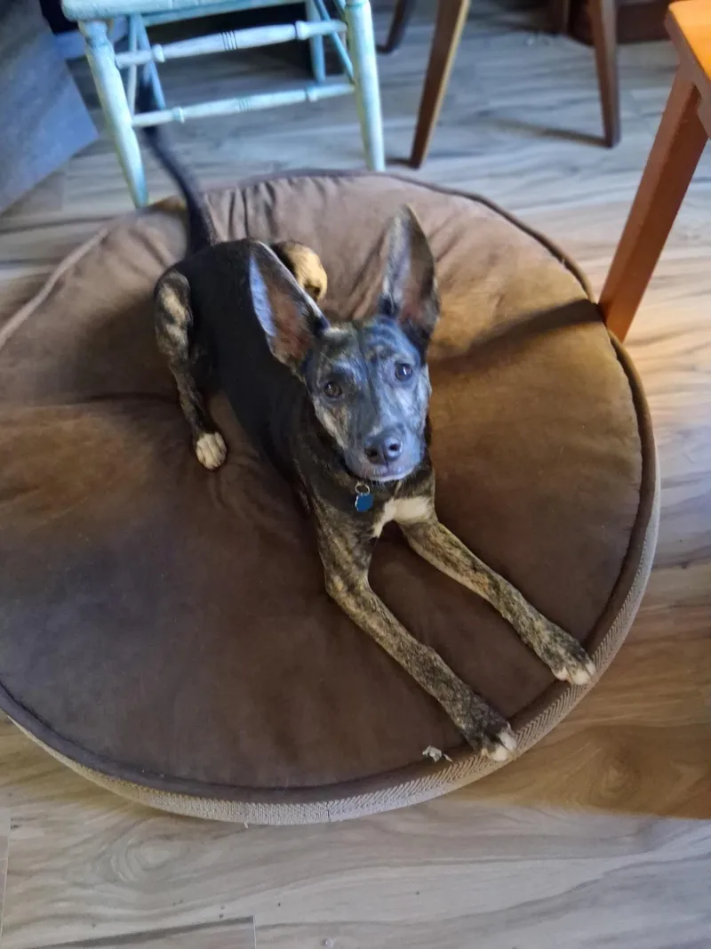 A baby medium-sized male Black Australian Kelpie dog named Blue for adoption in Westminster, CO