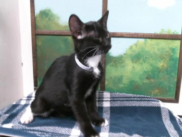 A baby small-sized female Domestic Short Hair cat named Callie for adoption in Houston, TX