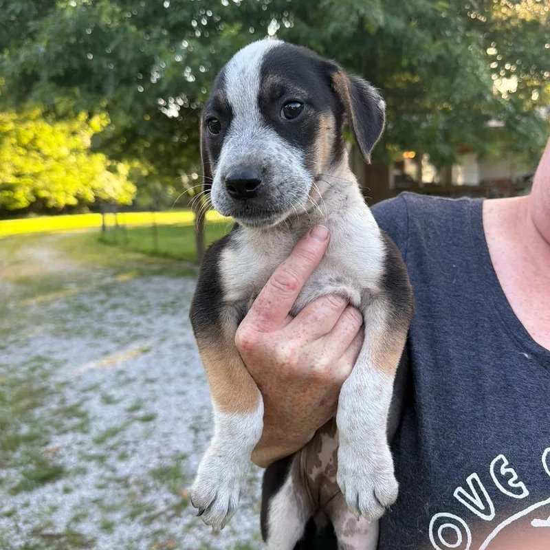 A baby medium-sized female Black Australian Cattle Dog / Blue Heeler dog named Pixie for adoption in Pittsburg, KS