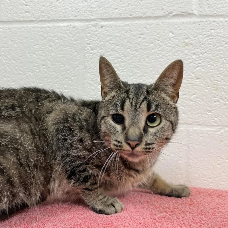An adult medium-sized female Brown / Chocolate Domestic Short Hair cat named Kindle for adoption in Verona, VA