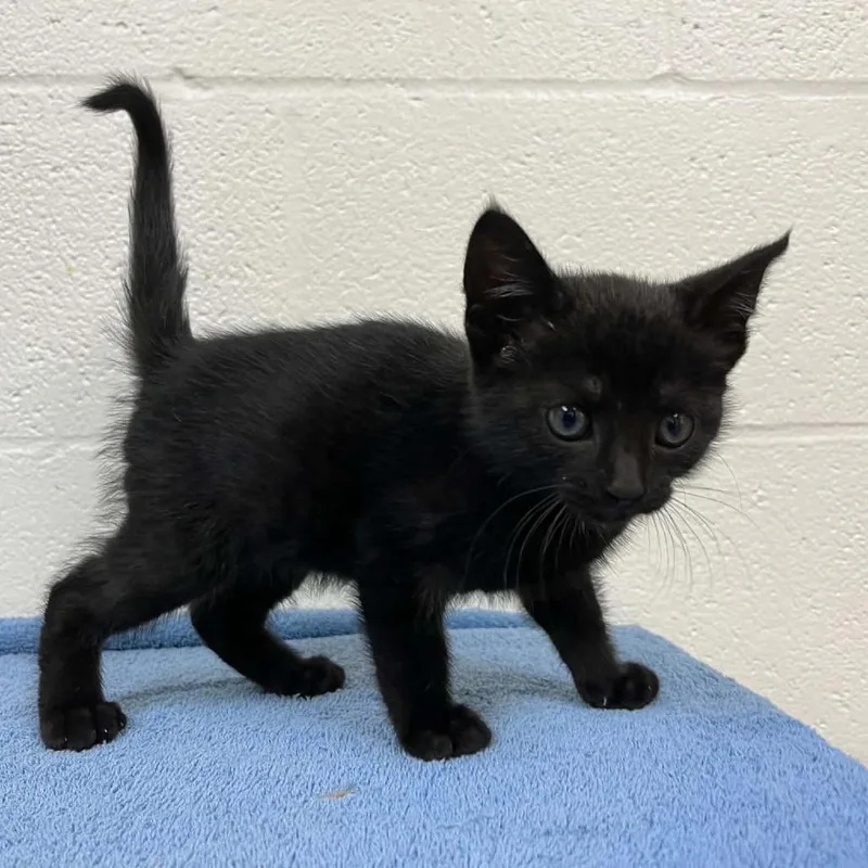 A baby small-sized female Black Domestic Short Hair cat named Svasstray for adoption in Lyndhurst, VA
