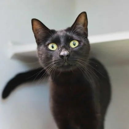 An adult small-sized male Black Domestic Short Hair cat named Wiggin for adoption in Atlanta, GA
