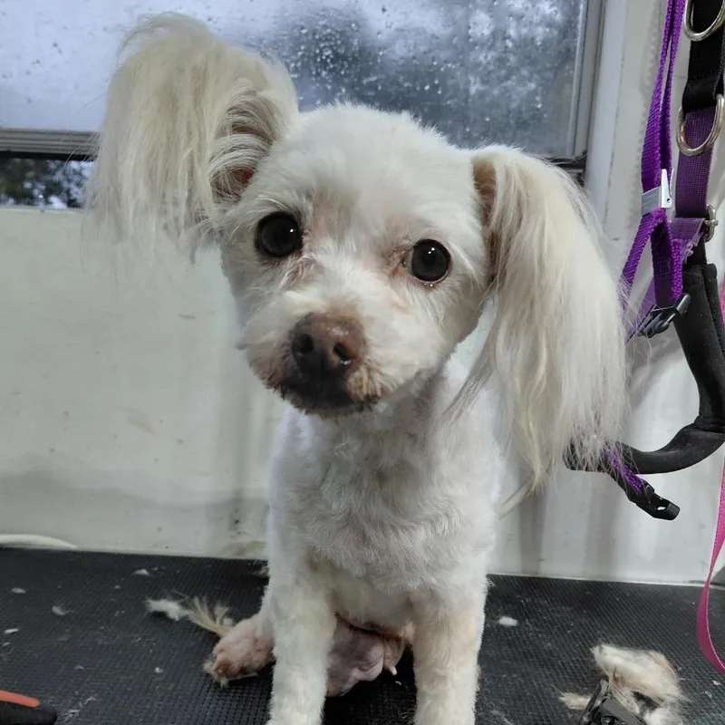 Bella White thumbnail 2