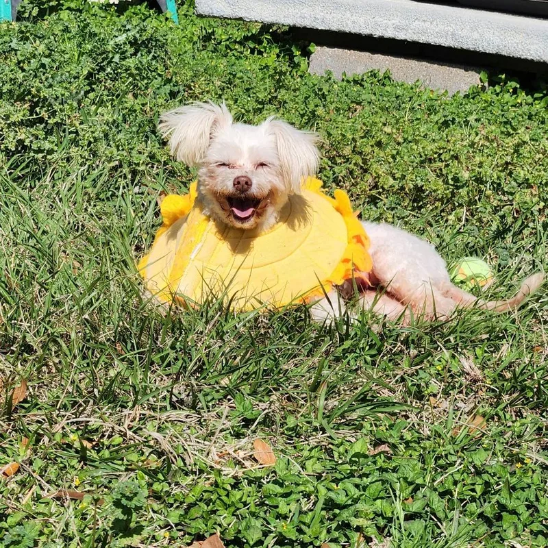 Bella White thumbnail 3