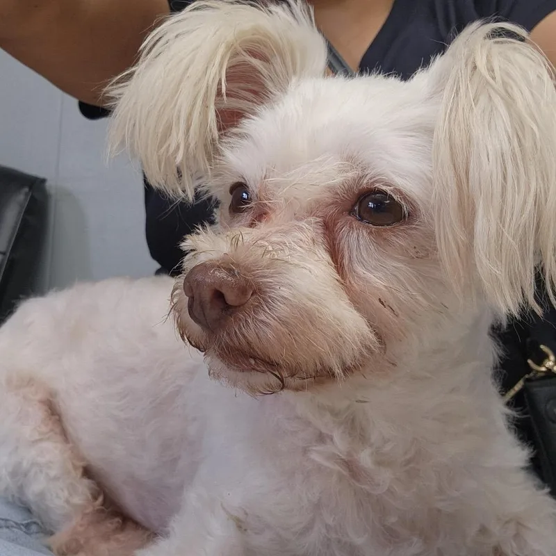 Bella White thumbnail 4