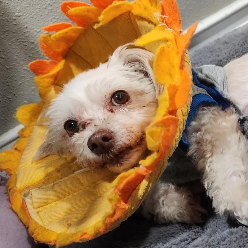 Bella White thumbnail 5