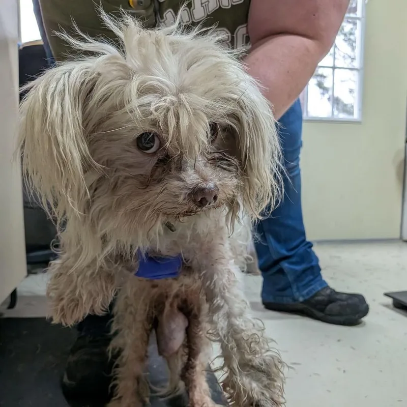 Bella White thumbnail 6