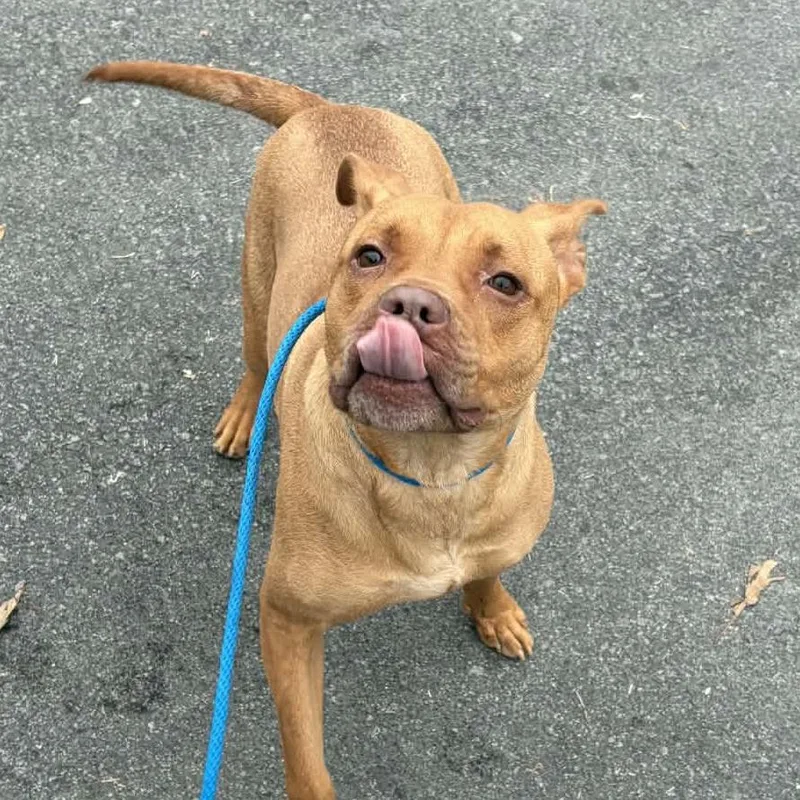 An adult medium-sized male Brown / Chocolate Pit Bull Terrier dog named Blu for adoption in Concord, NC