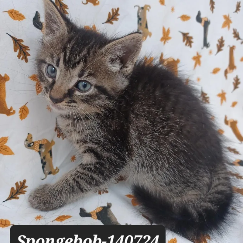 A baby small-sized male Domestic Short Hair cat named Spongebob for adoption in New Tazewell, TN