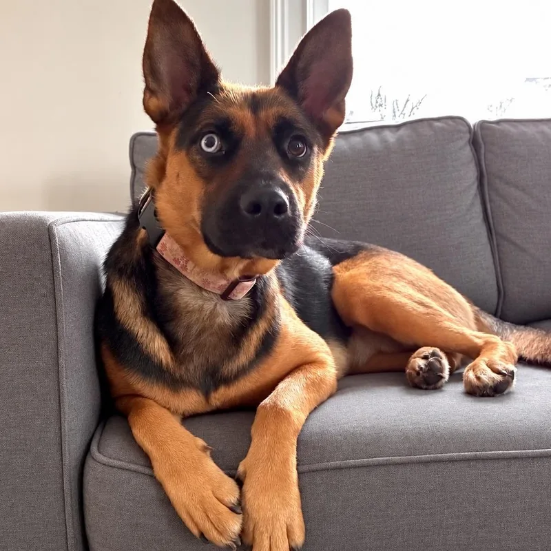A young medium-sized female German Shepherd Dog dog named Heilei for adoption in Morristown, NJ