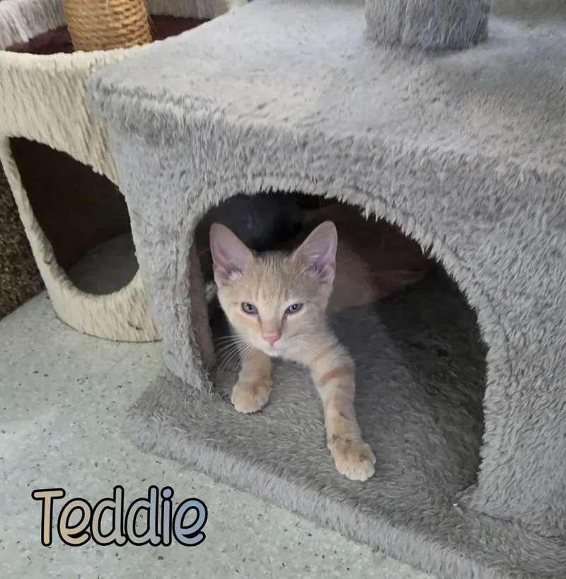 A baby small-sized male Domestic Short Hair cat named Teddie for adoption in Port Clinton, OH