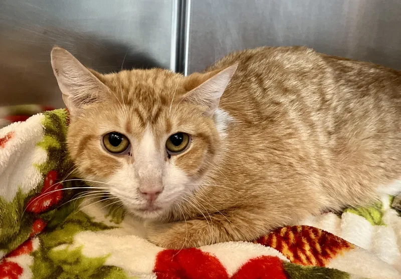 An adult medium-sized male Tabby (Orange / Red) Domestic Short Hair cat named Peter for adoption in Seville, OH
