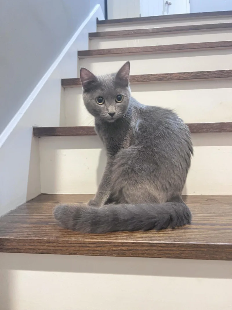 A young small-sized female American Shorthair cat named Ami for adoption in Pittsboro, NC
