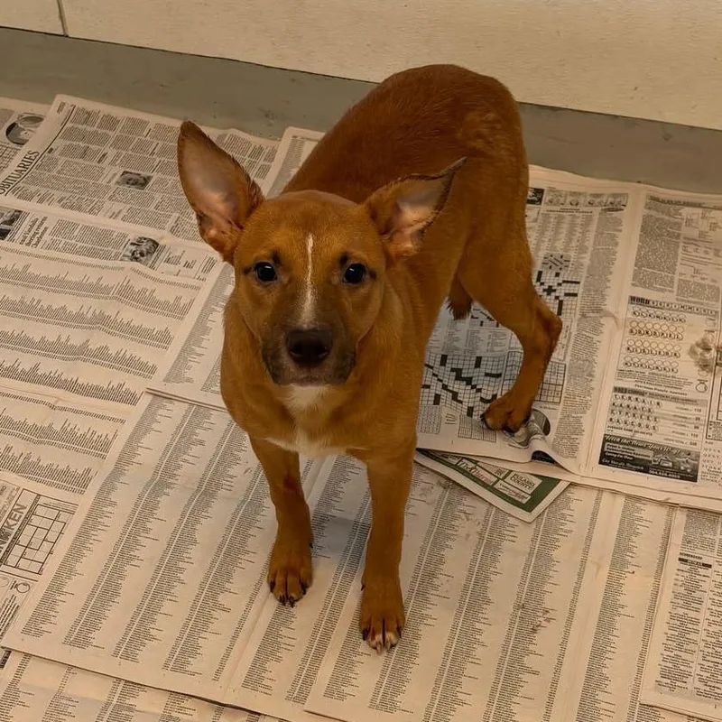 A young medium-sized male Red / Chestnut / Orange Mixed Breed dog named Bentley for adoption in Huntington, WV