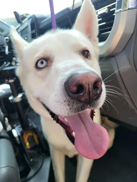 An adult large-sized female Husky dog named Polar for adoption in San Antonio, TX
